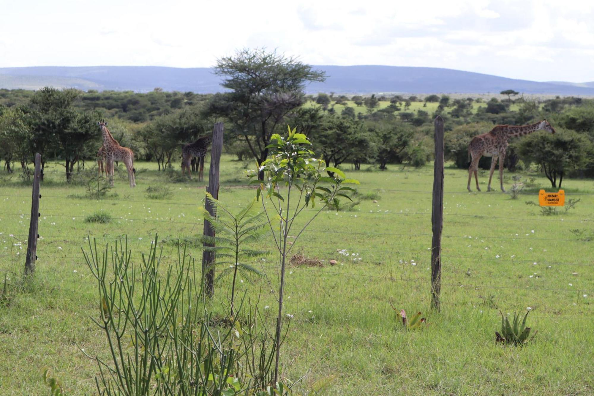 Hotel Kambu Mara Camp Sekenani Esterno foto