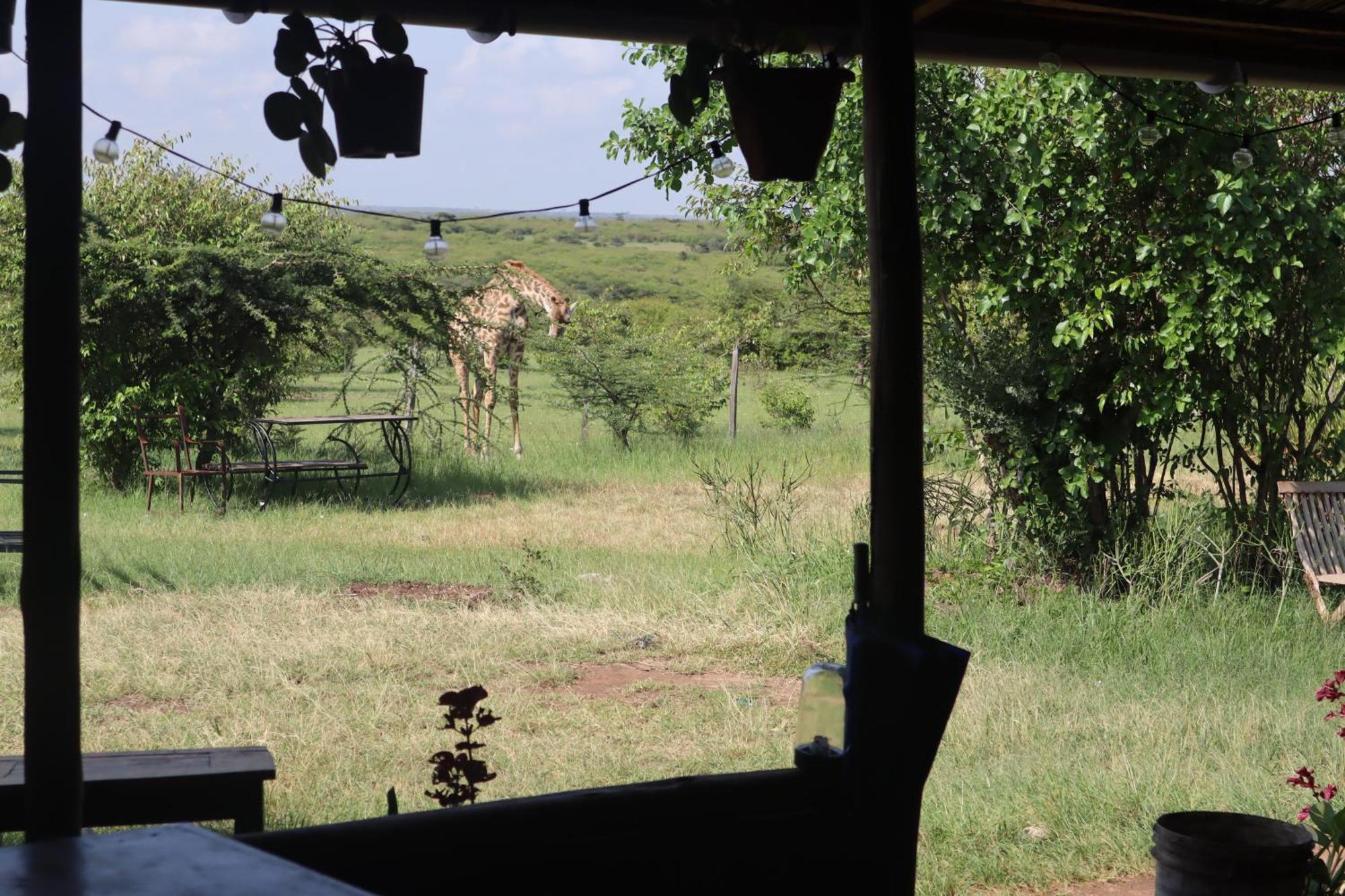 Hotel Kambu Mara Camp Sekenani Esterno foto