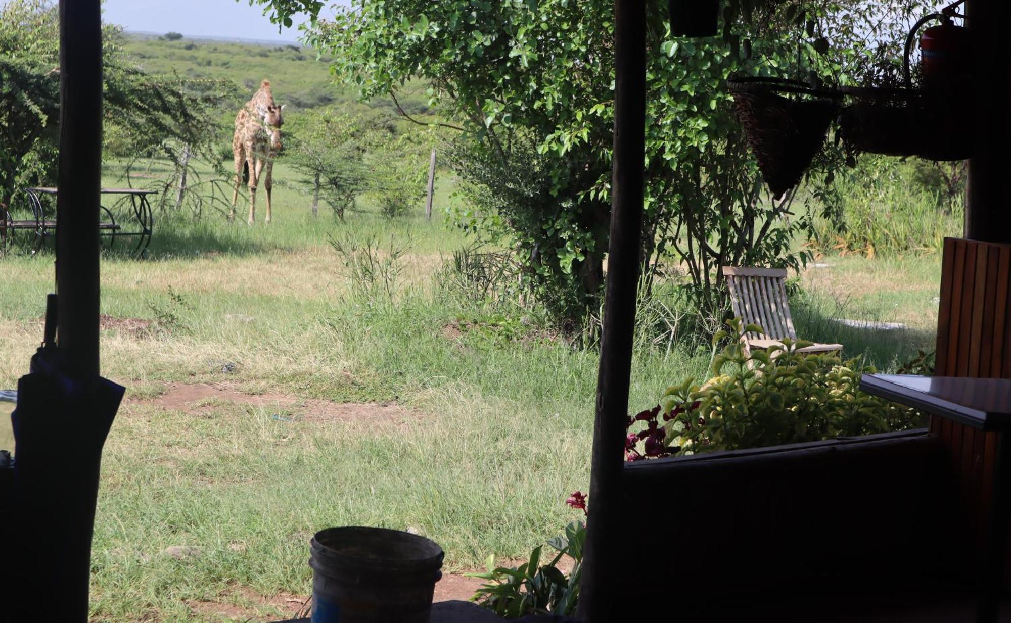 Hotel Kambu Mara Camp Sekenani Esterno foto